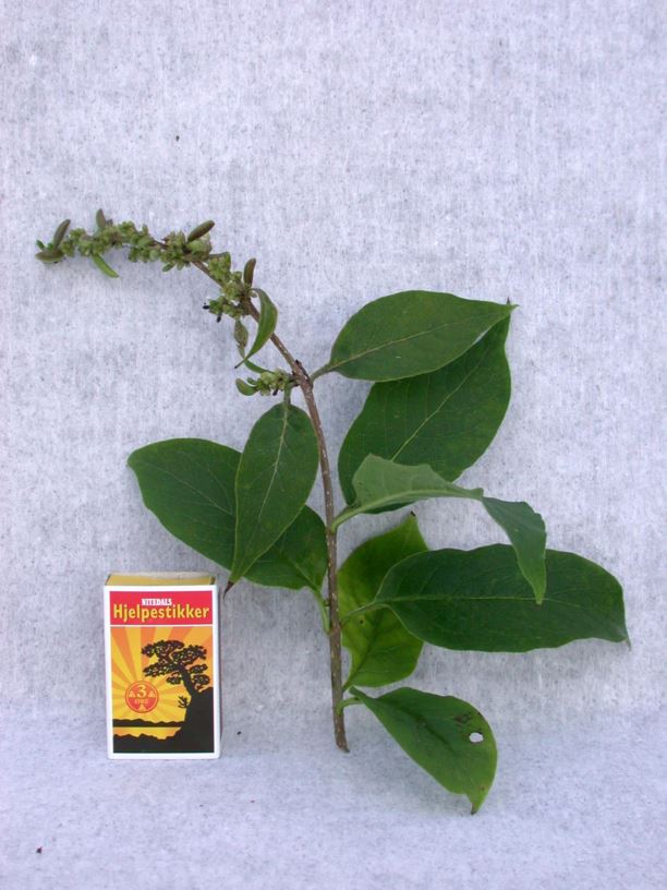 Syringa komarowii subsp. reflexa - Nikkesyrin