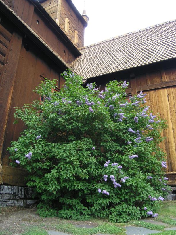 Syringa vulgaris - Syrin, Common Lilac