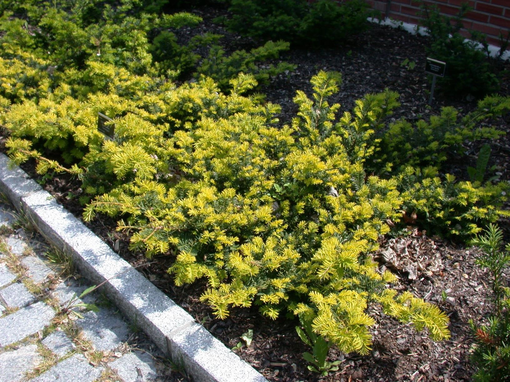 Taxus baccata 'Summergold' - Barlind - kultivar