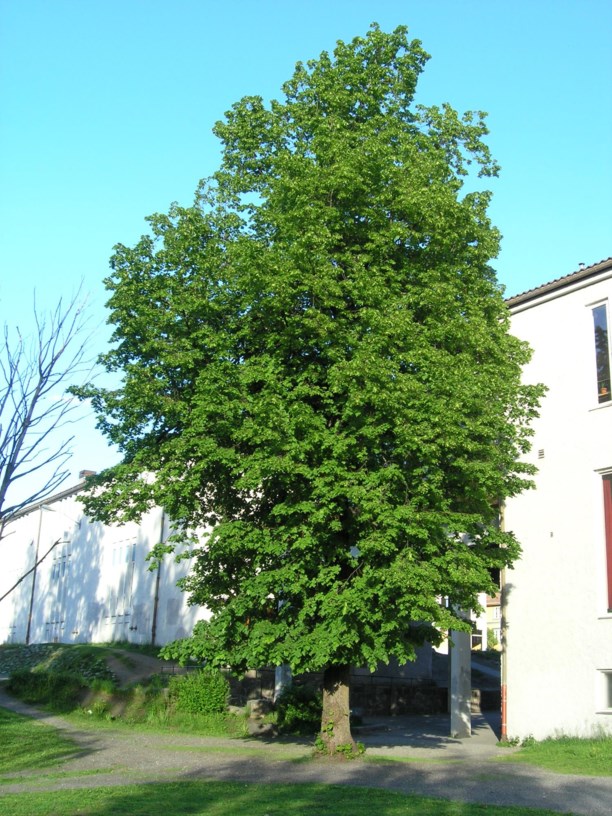 Tilia platyphyllos - Storbladlind, Large-leaved Lime