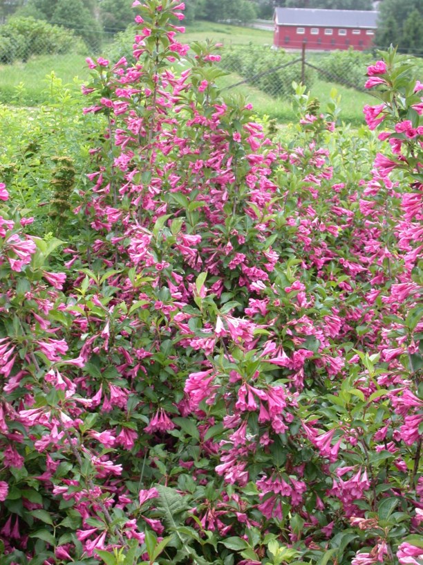 Weigela florida 'Korea' - Roseklokkebusk-kultivar