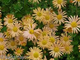 Chrysanthemum zawadaskii 'Mary Stoker'