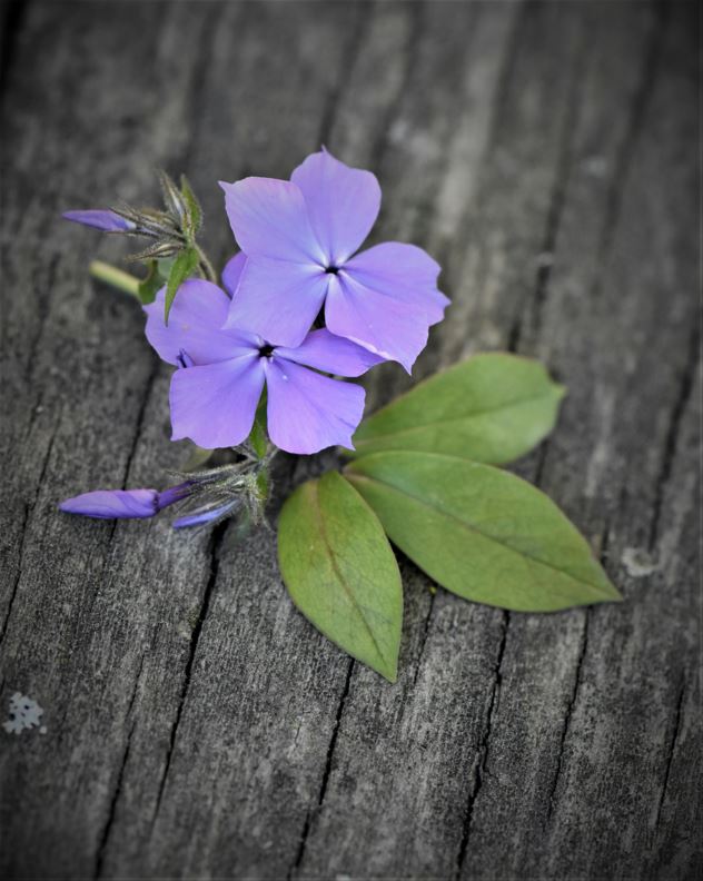 Phlox divaricata 'Blue Perfume'