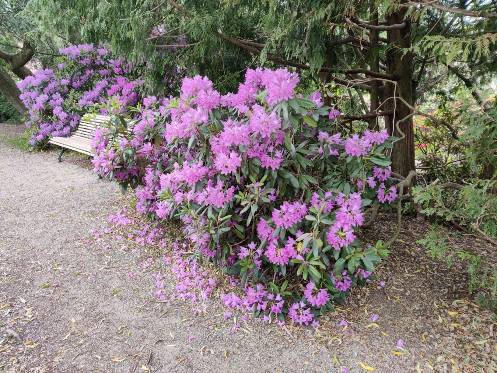 Rhododendron (Catawbiense Group) 'English Roseum'