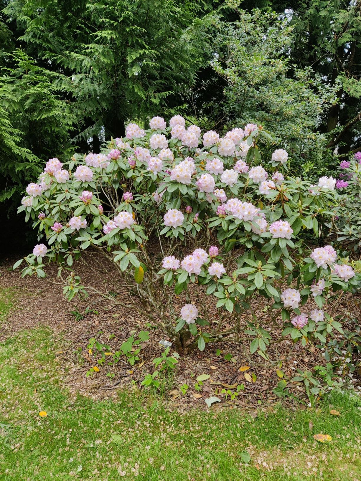 Rhododendron (Yakushimanum Group) 'Schneekrone'