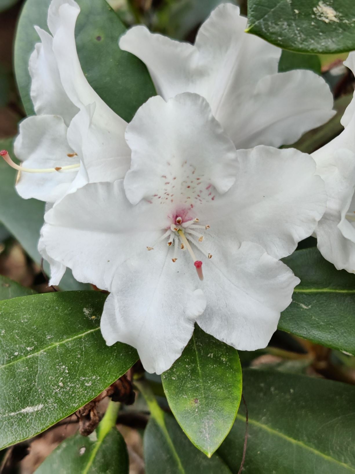 Rhododendron (Catawbiense Group) 'Gomer Waterer'