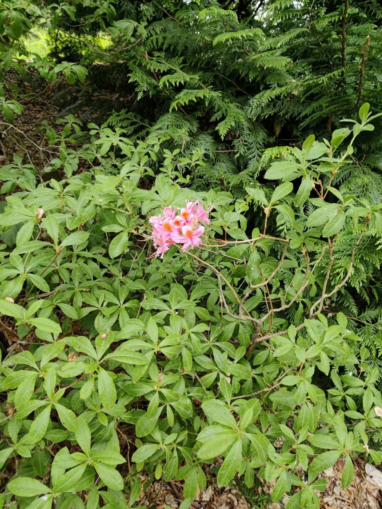 Rhododendron (Ghent Azalea Group) 'Pallas'