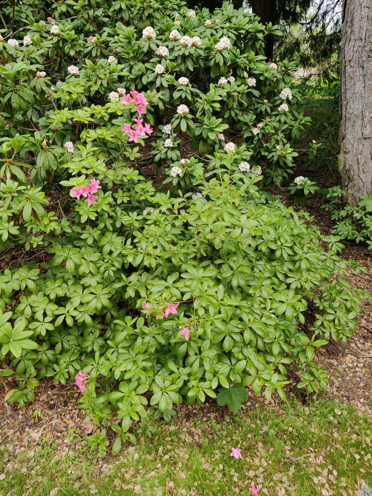 Rhododendron (Viscosa Azalea Group) 'Jolie Madame'