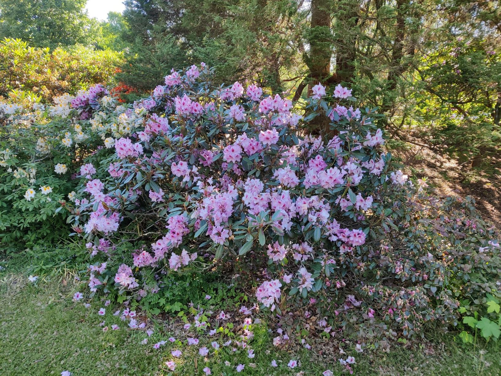 Rhododendron (Makinoi Group) 'Diadem'