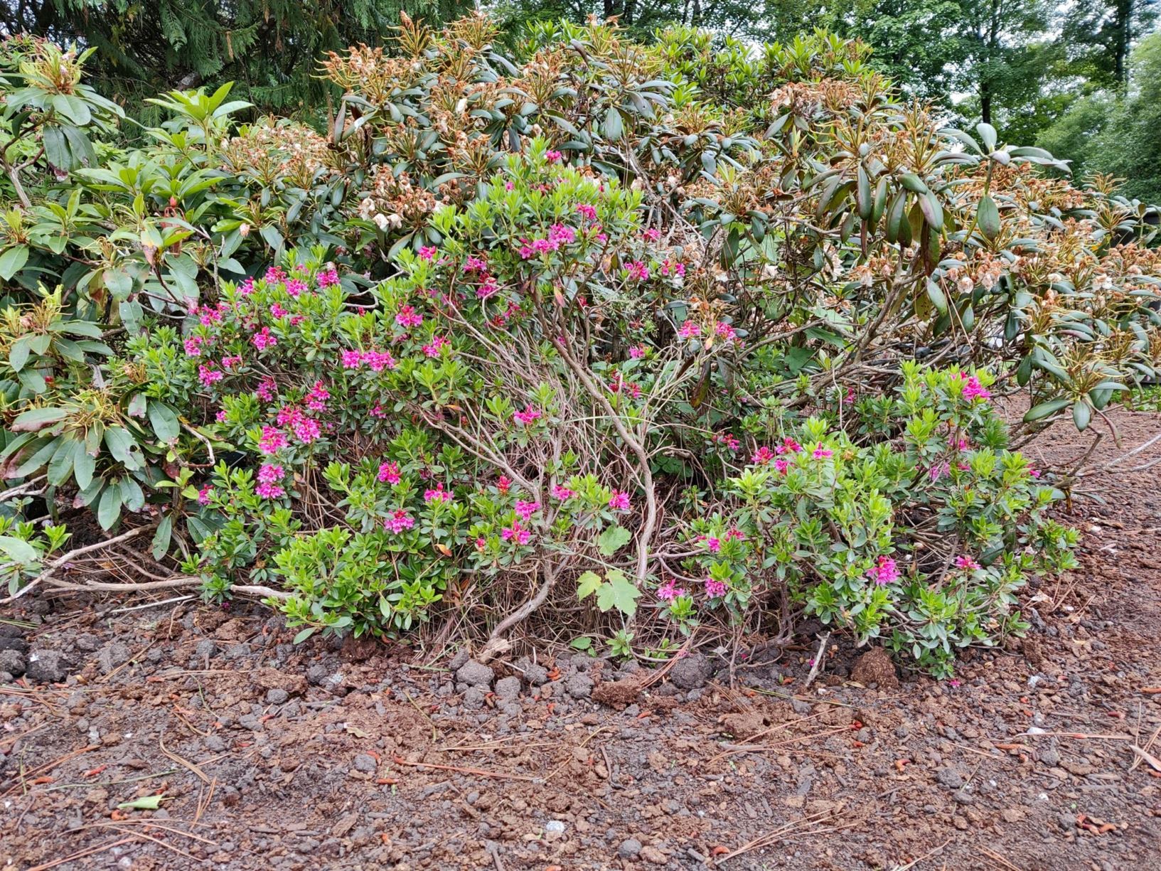 Rhododendron 'Intermedium'