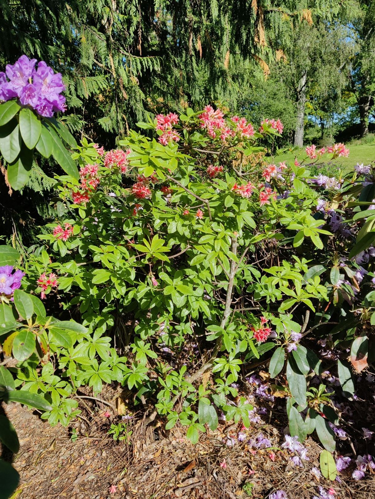 Rhododendron 'Il Tasso'