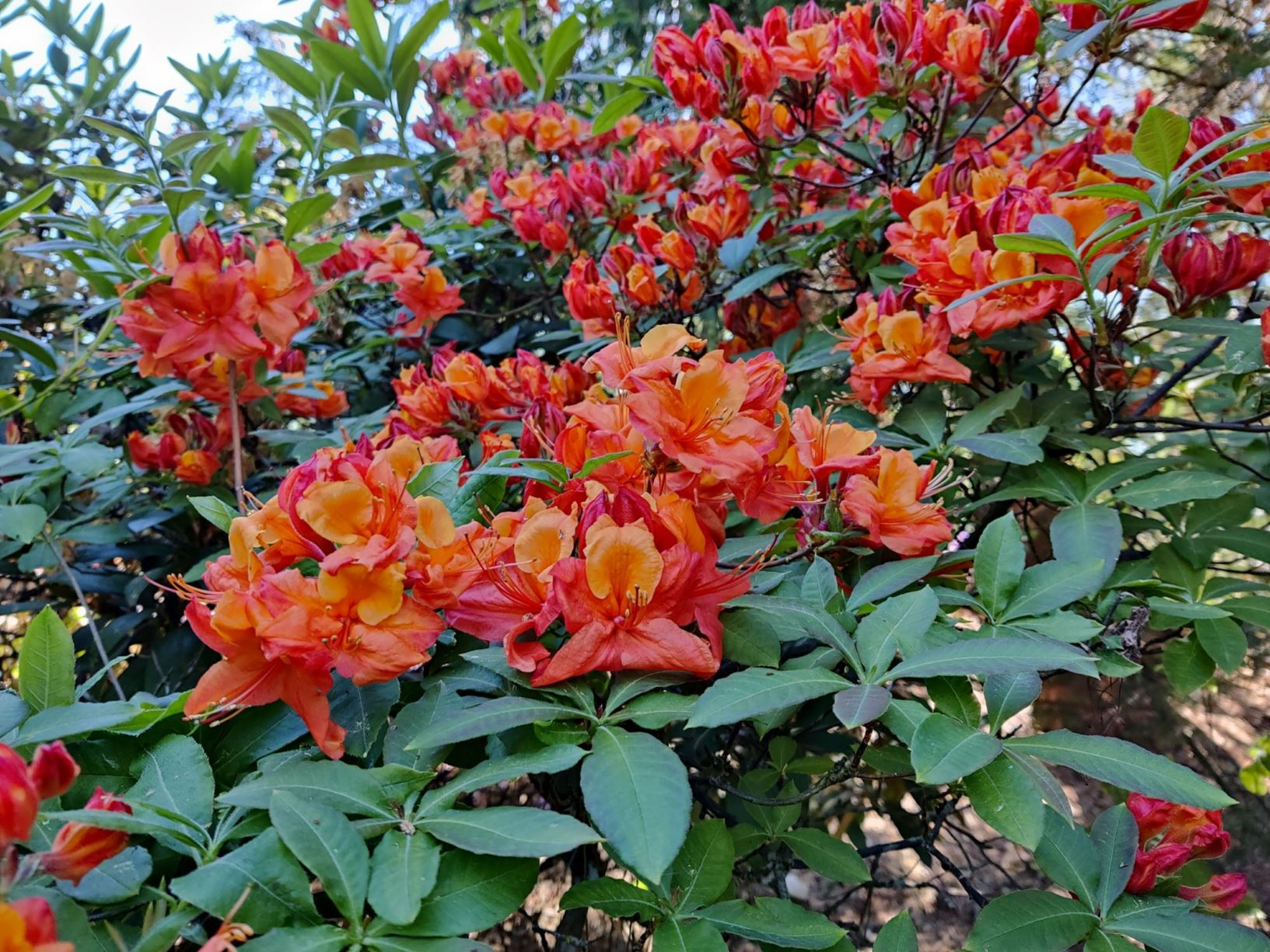Rhododendron 'Fireball'