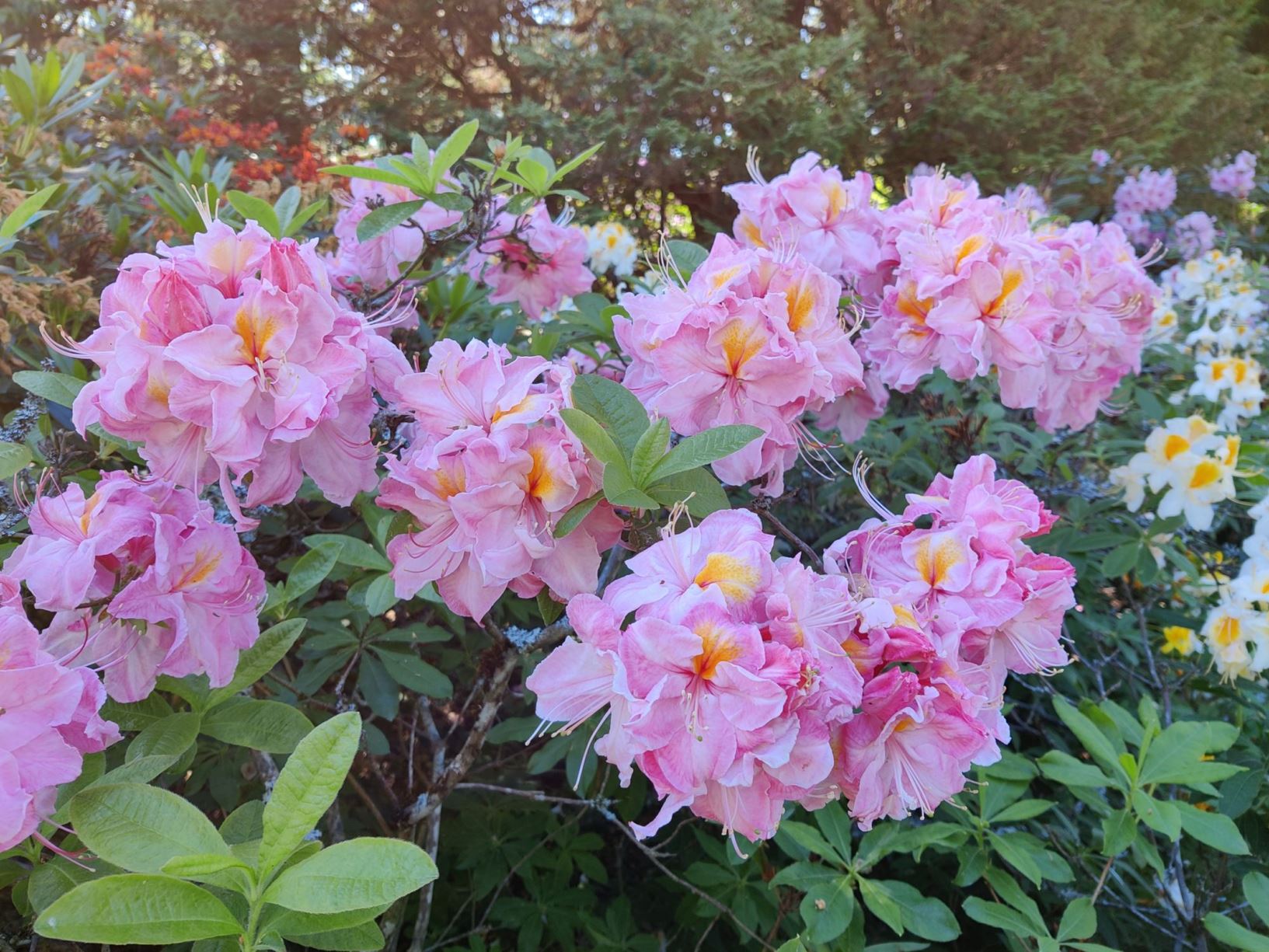 Rhododendron 'Berryrose'
