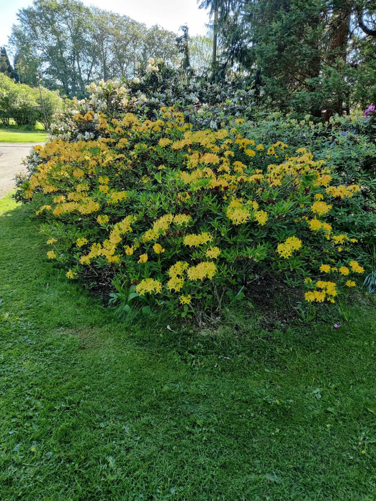 Rhododendron luteum - Gulrododendron