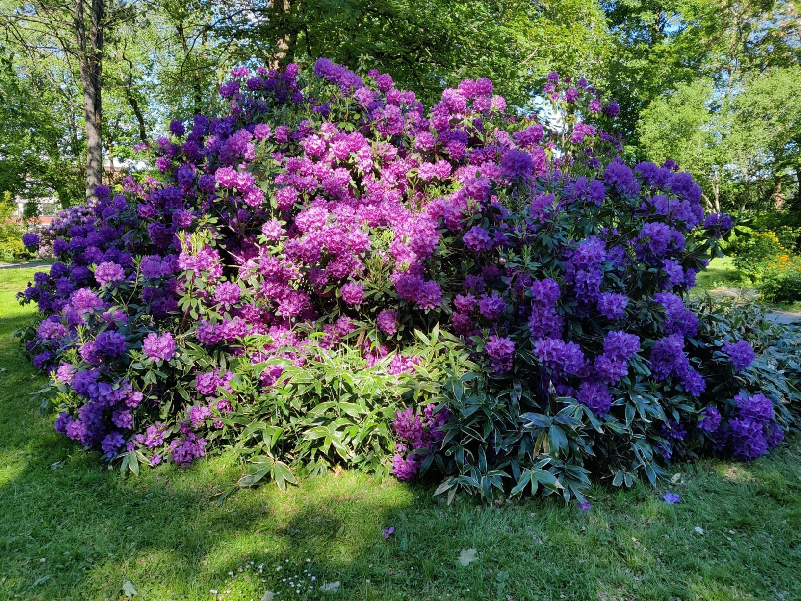 Rhododendron (Catawbiense Group) 'Lee's Dark Purple'