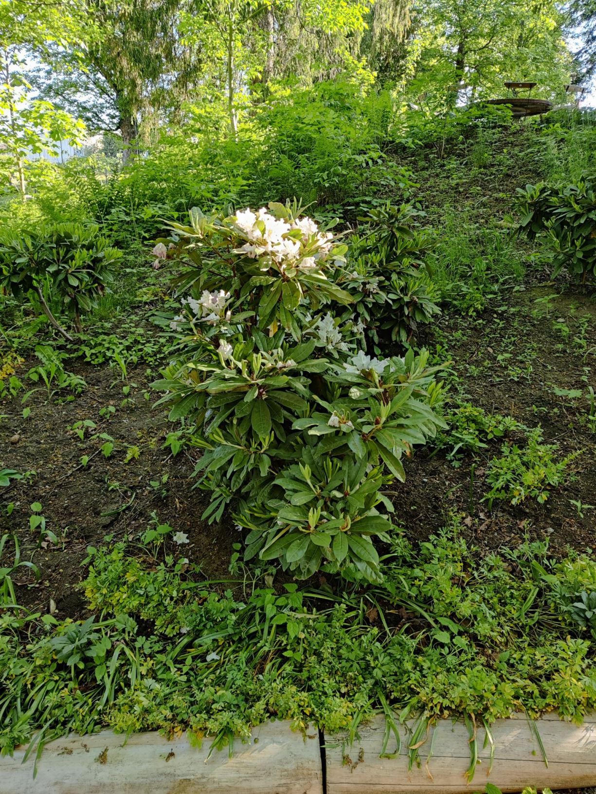 Rhododendron (Brachycarpum Group) 'Pohjola's Daughter'