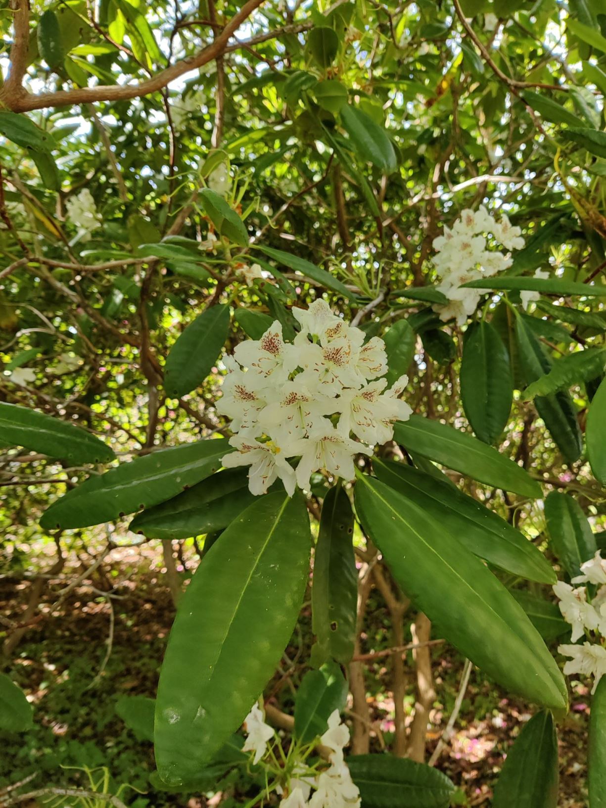 Rhododendron (Brachycarpum Group) 'P.M.A.Tigerstedt'