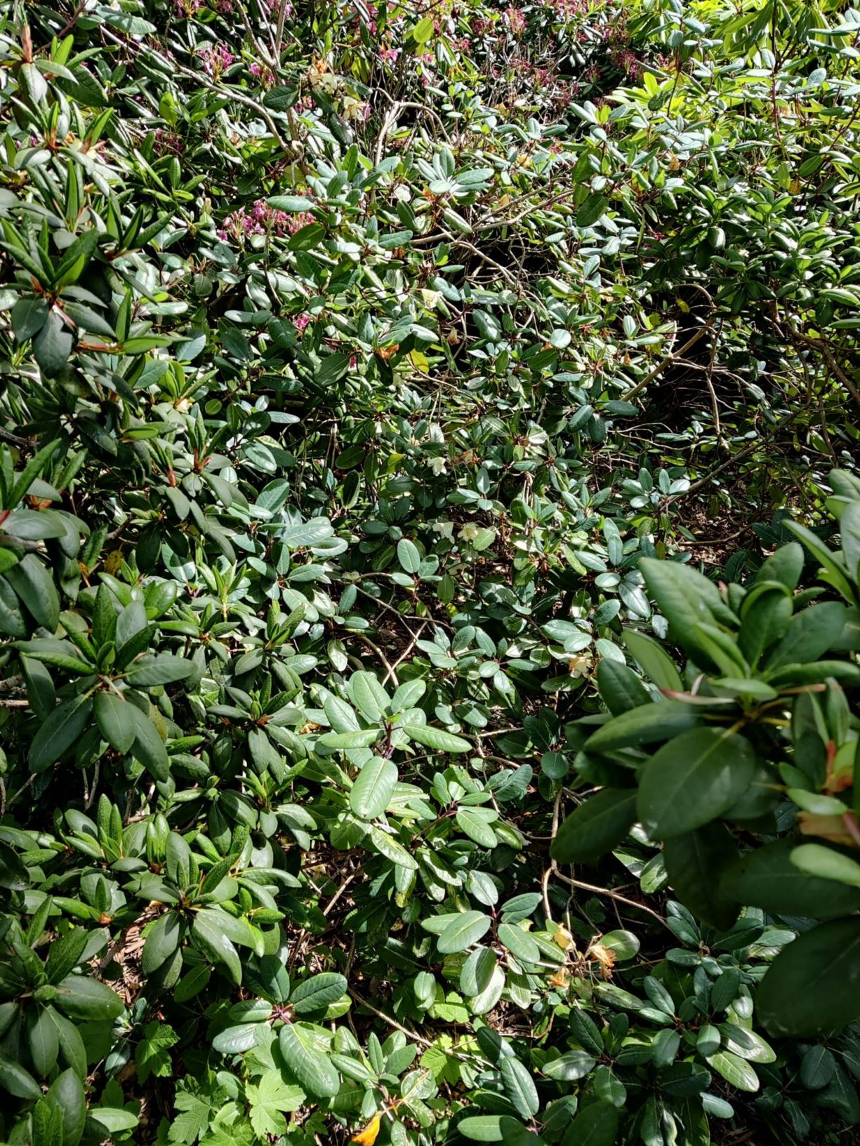 Rhododendron (Wardii Group) 'Blueshine Girl'