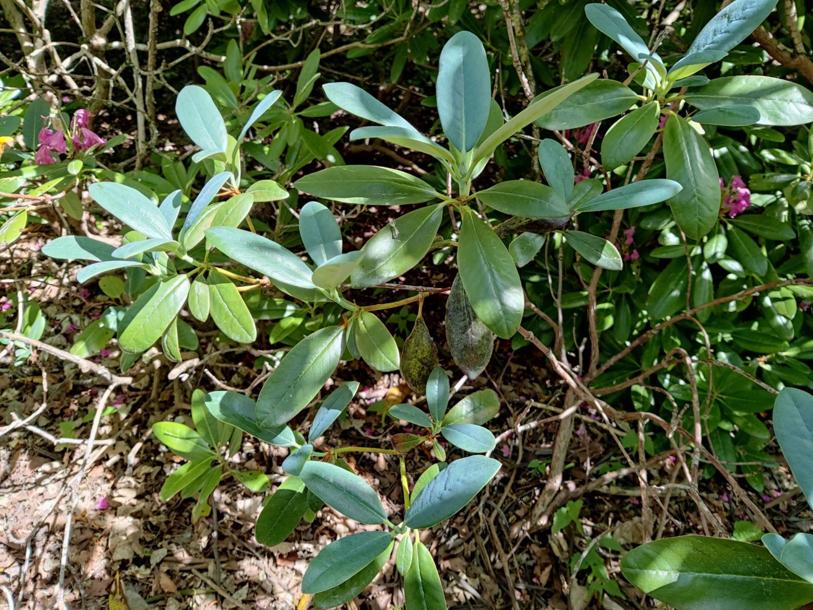 Rhododendron campanulatum subsp. aeruginosum