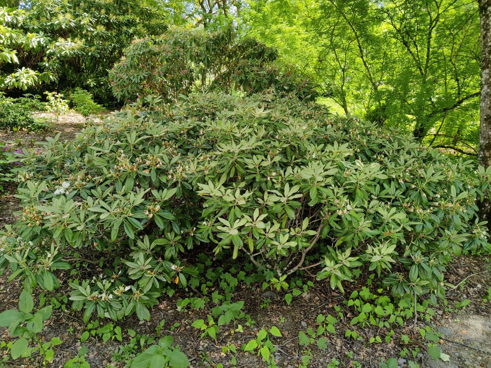 Rhododendron (Brachycarpum Group) 'Kullervo'