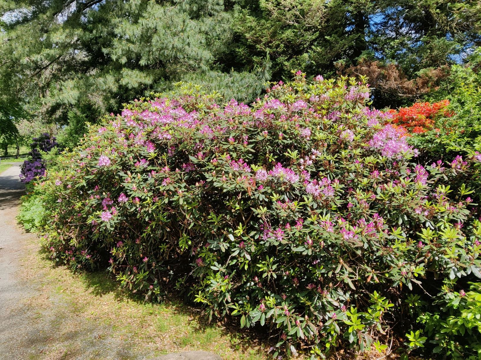 Rhododendron ponticum 'Roseum' - Pontisk alperose-kultivar