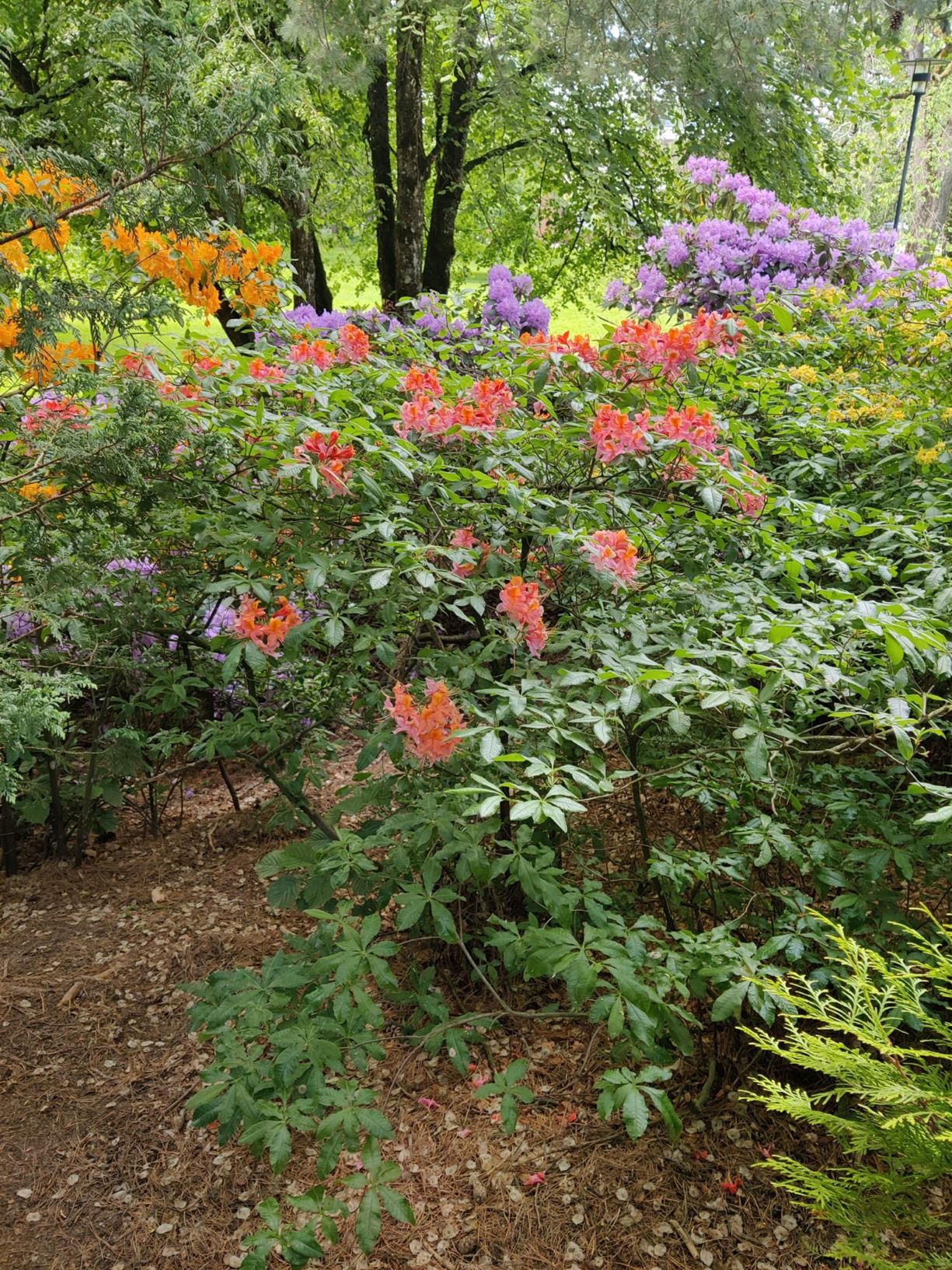 Rhododendron 'Fama'