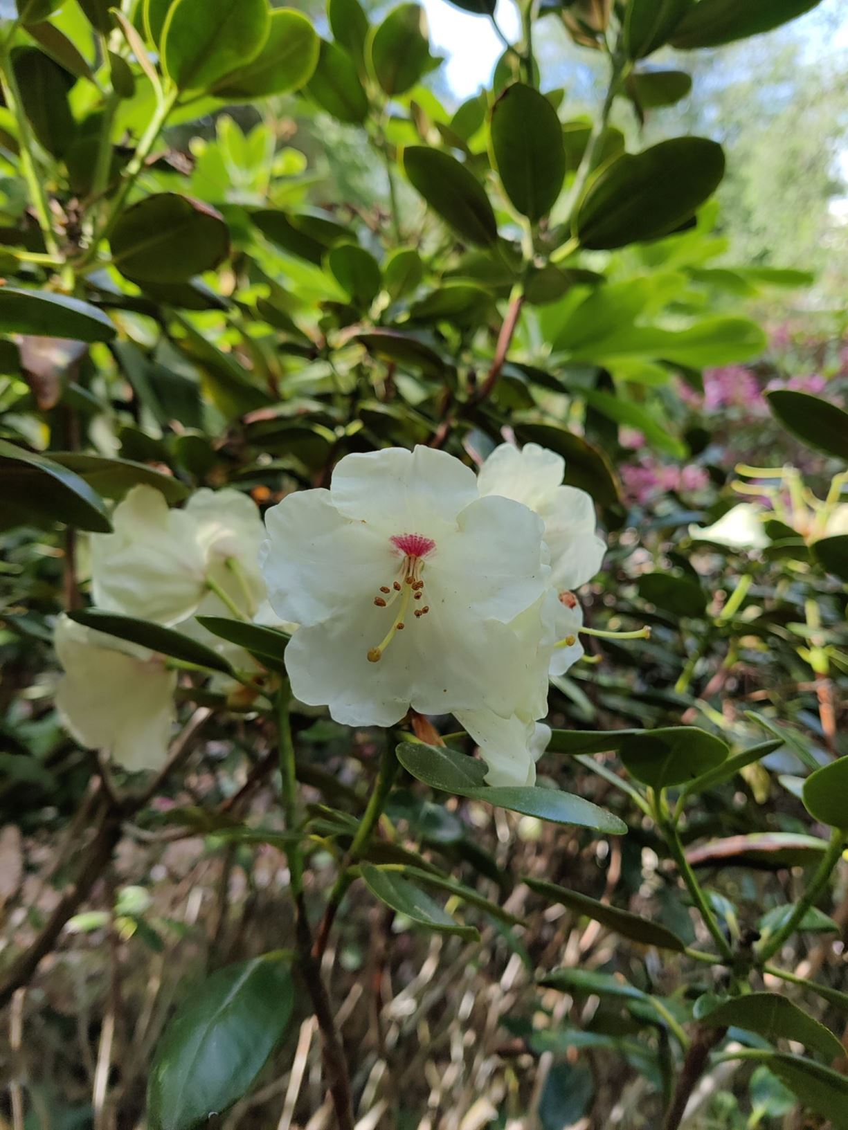 Rhododendron 'Lackblatt'