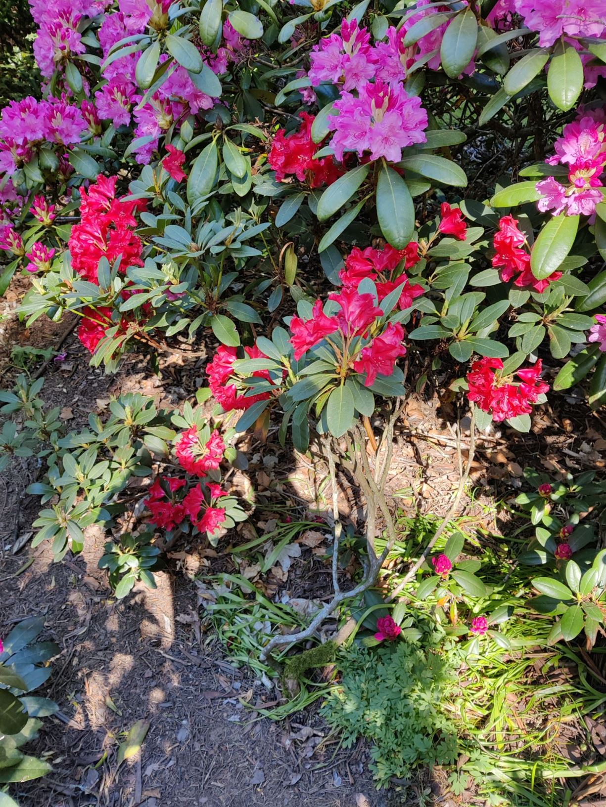 Rhododendron 'Small Wonder'