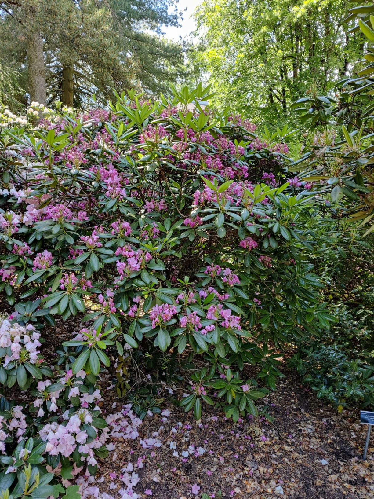 Rhododendron (Brachycarpum Group) 'Haaga'