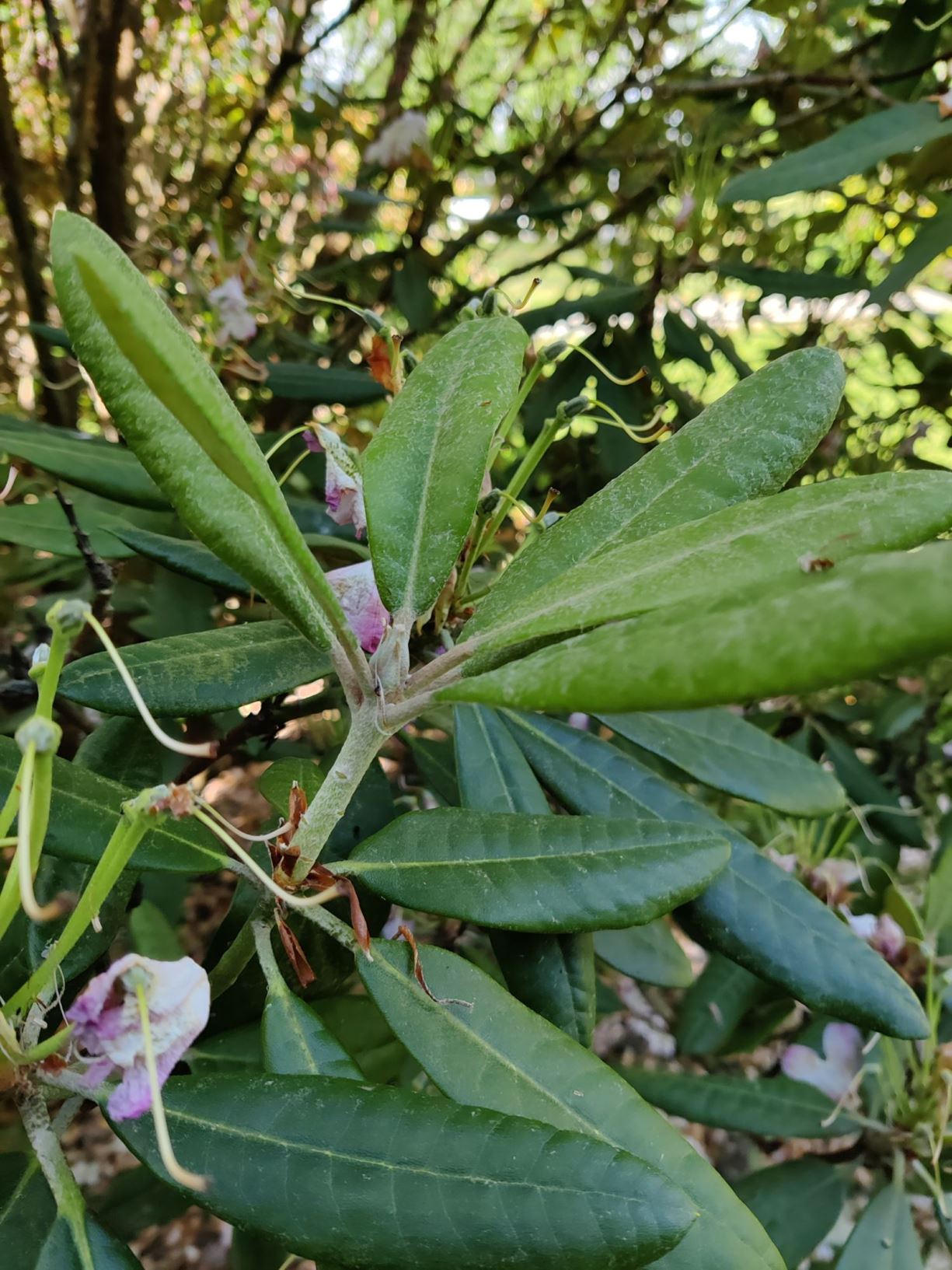 Rhododendron 'St.Michel'