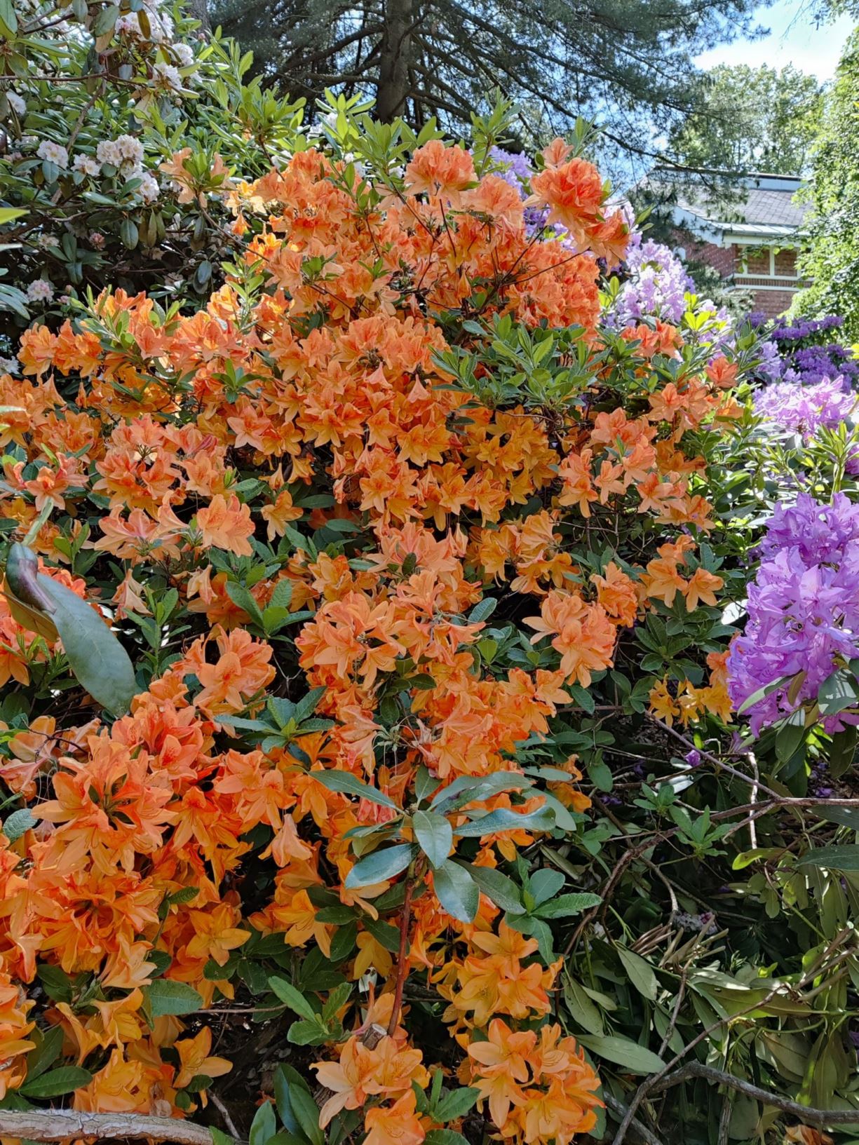 Rhododendron 'Emil Liebig'