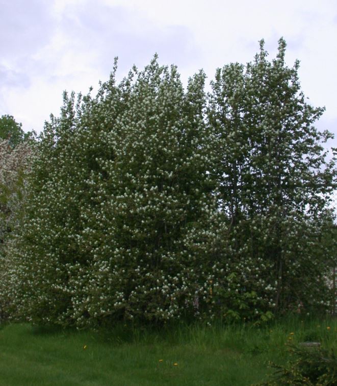 Amelanchier alnifolia - Matsøtmispel, Saskatoon Service Berry