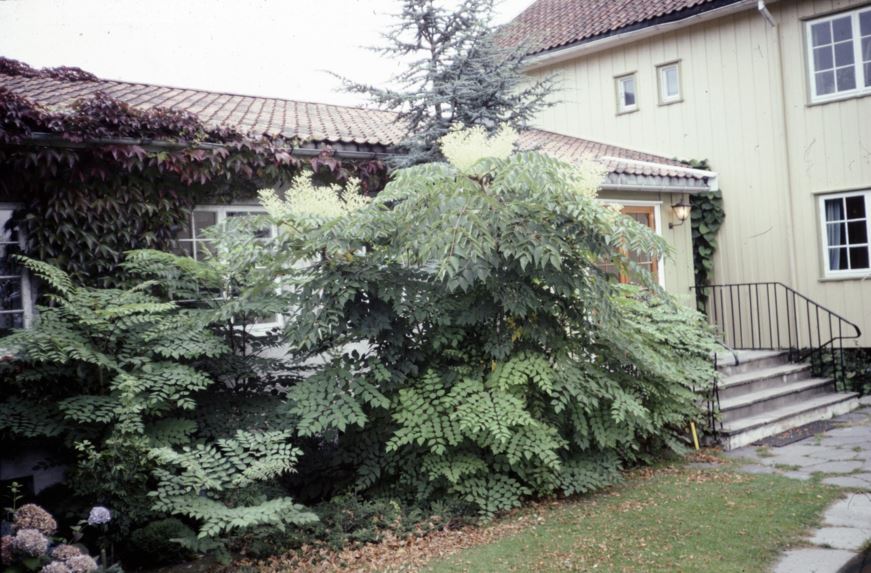 Aralia elata - Høstaralia, Japanese Angelica Tree