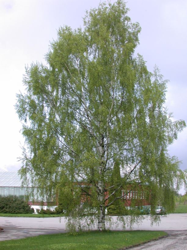 Betula pendula 'Dalecarlica' - Ornäsbjørk