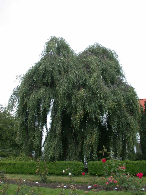 Betula pendula 'Youngii' - Hengebjørk-kultivar