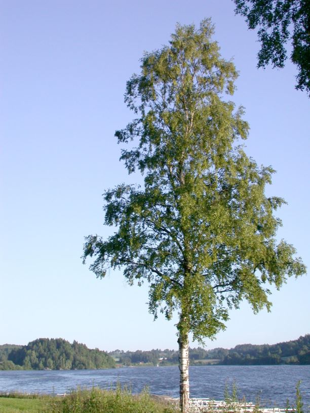 Betula pubescens - Dunbjørk, Hairy birch
