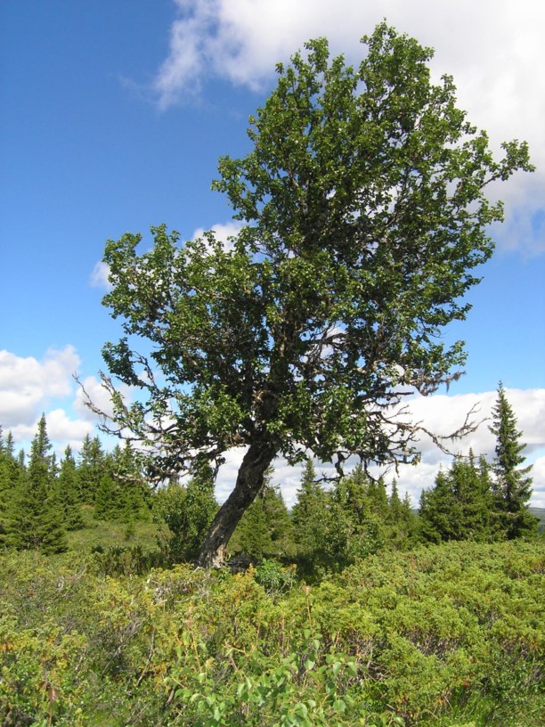 Betula pubescens subsp. tortuosa - Fjellbjørk