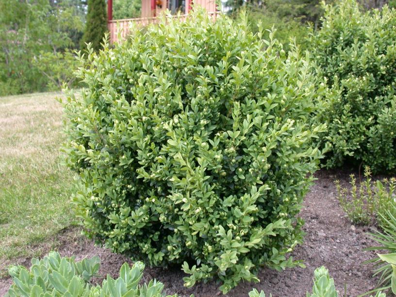 Buxus sempervirens - Buksbom, Boxwood