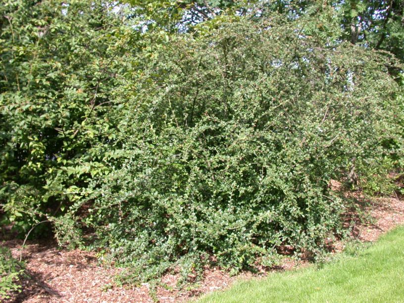 Cotoneaster dielsianus - Dielsmispel