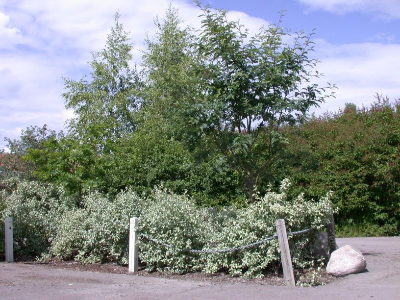 Elaeagnus commutata - Sølvbusk, Silver Berry