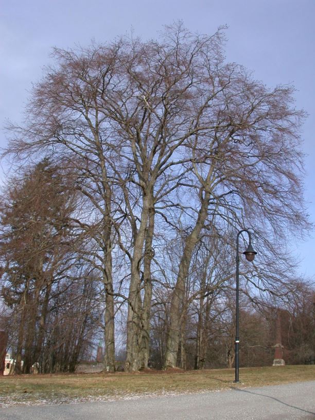 Fagus sylvatica 'Atropunicea' - Blodbøk | Norwegian ...