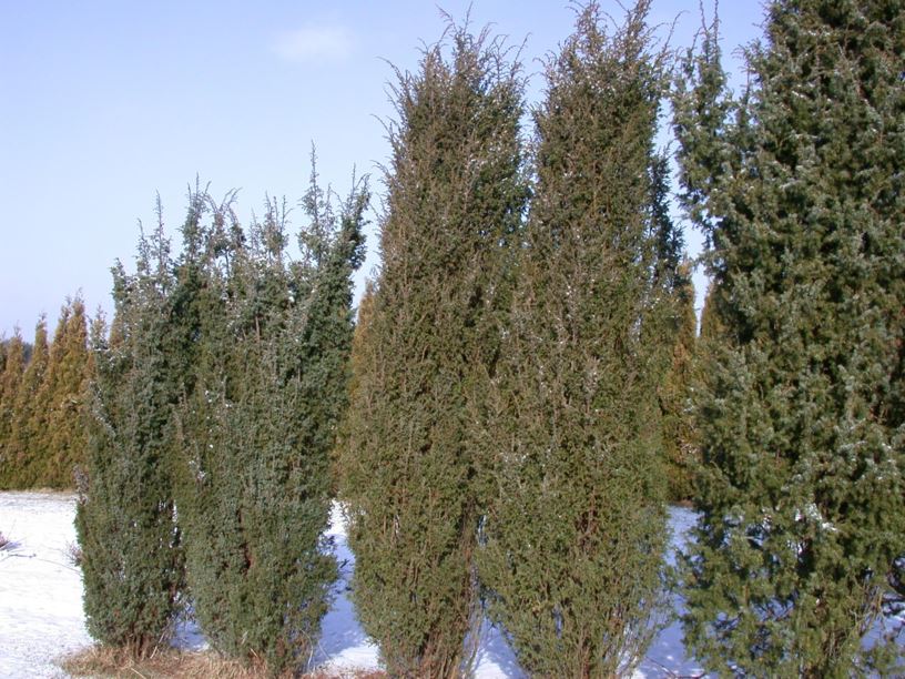 Juniperus communis - Einer, Juniper