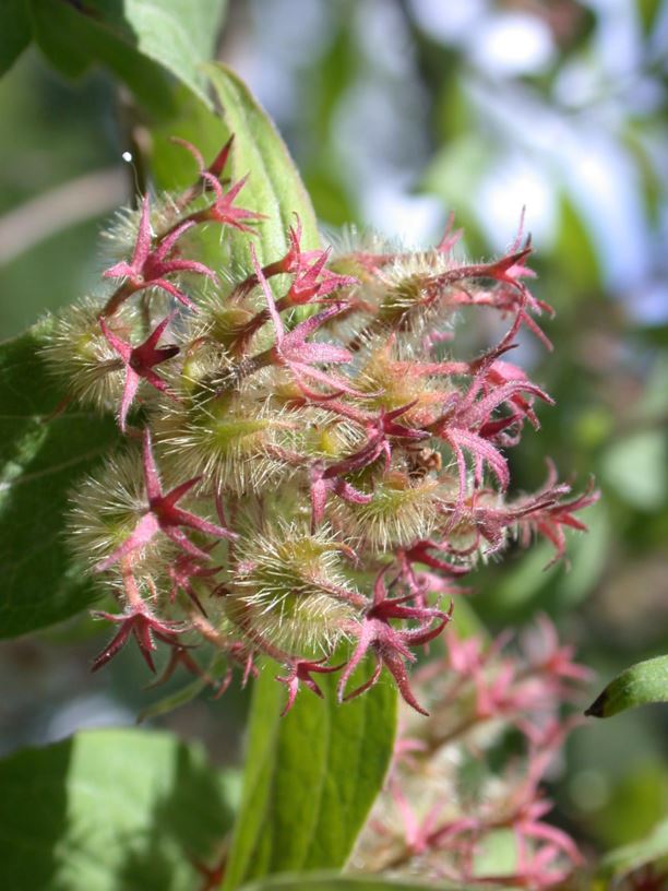 Kolkwitzia amabilis - Fagerbusk | Norwegian University of ...