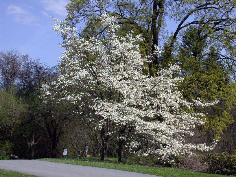 Magnolia kobus - Japanmagnolia, Snømagnolia, Kobus Magnolia