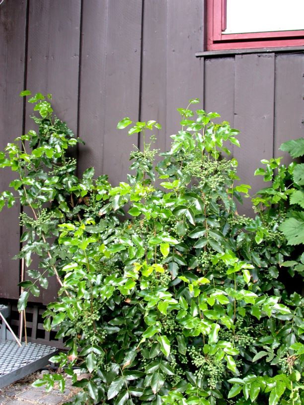 Mahonia aquifolium - Glansmahonia, Oregon Grape