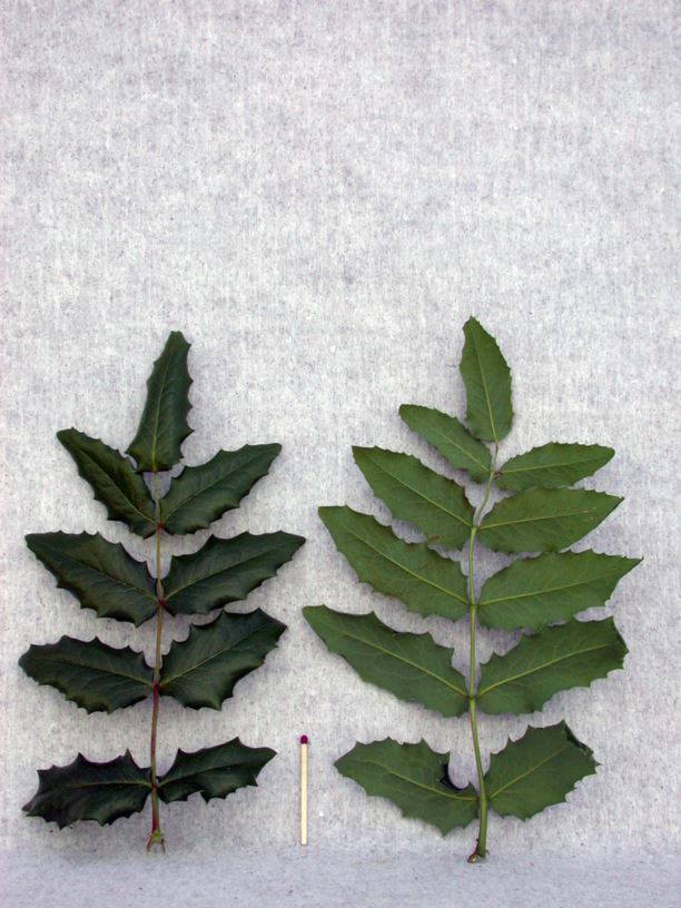 Mahonia aquifolium Glansmahonia, Oregon Grape Norwegian University of Life Sciences NMBU