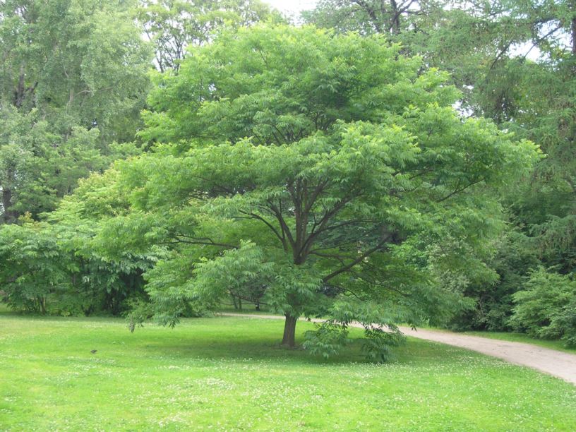 Phellodendron amurense - Amurkorktre, Amur Cork Tree