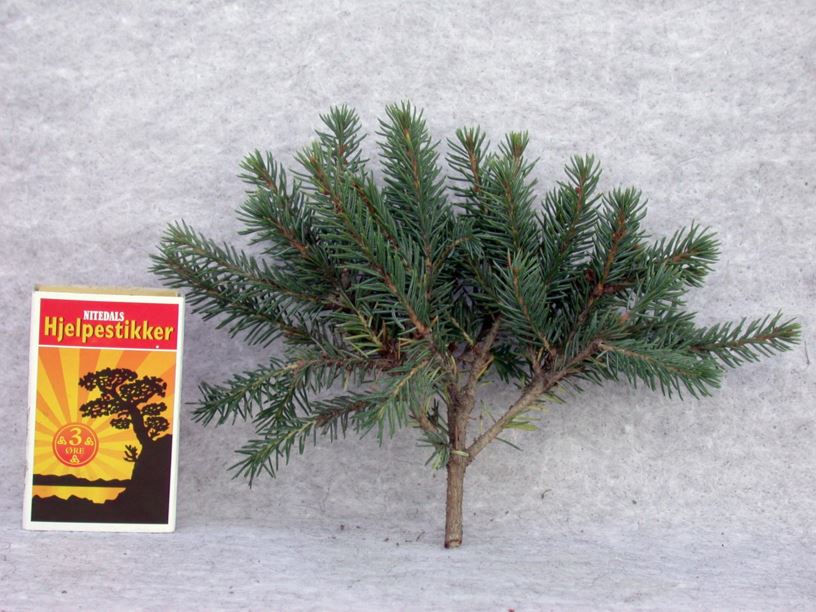 Picea glauca 'Echiniformis' - Hvitgran-kultivar