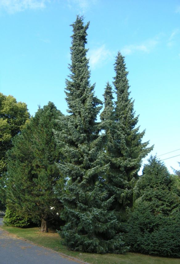 Picea omorika `Pendula` - Serbergran - kultivar, Serbian Spuce