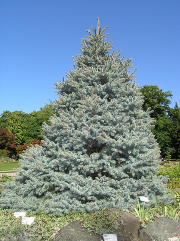Picea pungens 'Glauca Globosa' - Blågran-kultivar